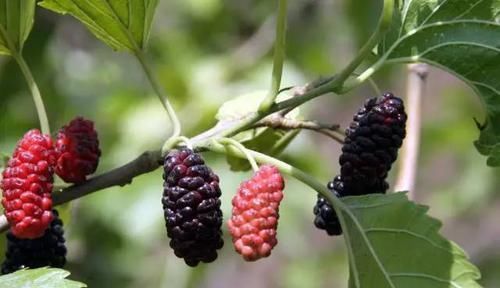 排毒养颜|女人最好的“美容品”,经常吃一点,美容养颜,比面膜管用