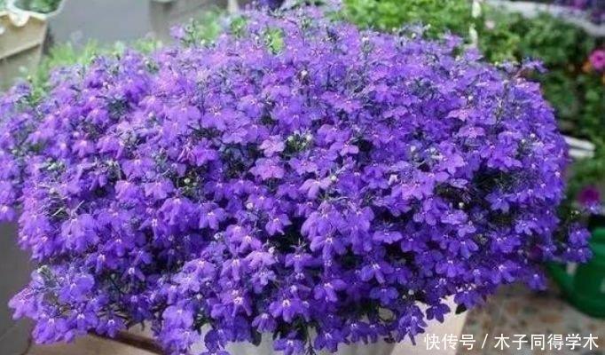 4种花很耐养，沾土就能活，四季开花，花色多，一盆能养一辈子！