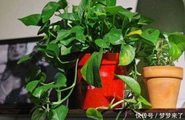 养花浇水容易“阴阳水”，教你3个小技巧，一次就浇透让花喝个够