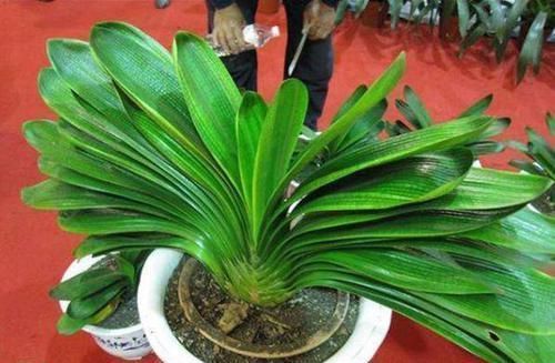 不会养君子兰?插根竹签子,立竿见影,养出高品质君子兰