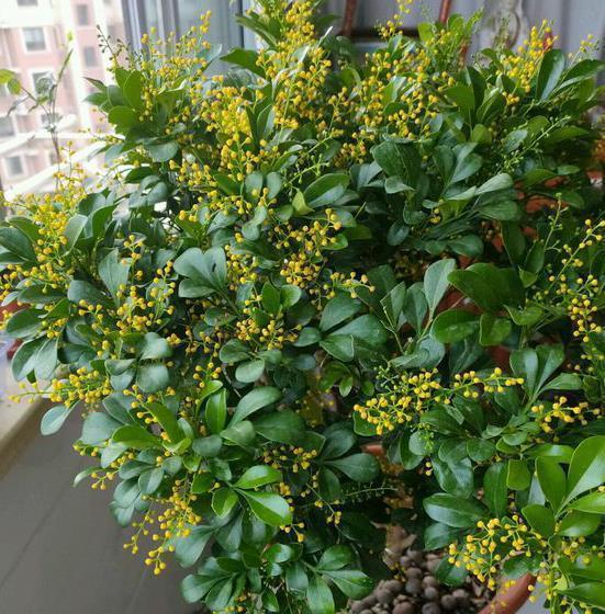 喜水|4种花嗜水如命,一次也不能缺水,不然就黄叶,看看你家有吗