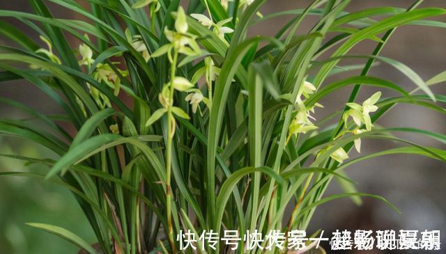 养护|兰花想多冒芽?养护注意三动作,顺利春化,清香宜人小半年