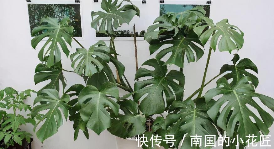 花友|家庭盆栽的龟背竹,看着精神萎靡、瘦瘦小小?有3处做错了