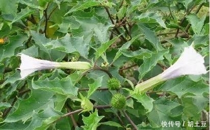 鄉(xiāng)下這些不起眼的野草,年復(fù)一年生長著,卻有許多不為人知的功效