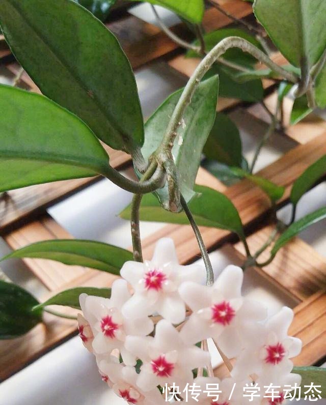 想球兰多冒芽全靠一个“虐”,蹭蹭冒花芽,独苗变繁花老桩!
