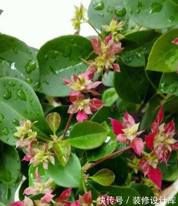 株型|进入9月份,养这2种花,要舍得“剪”,越剪越爱“开花”