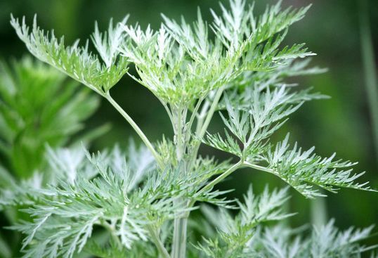 喜欢菊花，就养“优良品种”水晶紫，小巧艳丽，花型饱满！