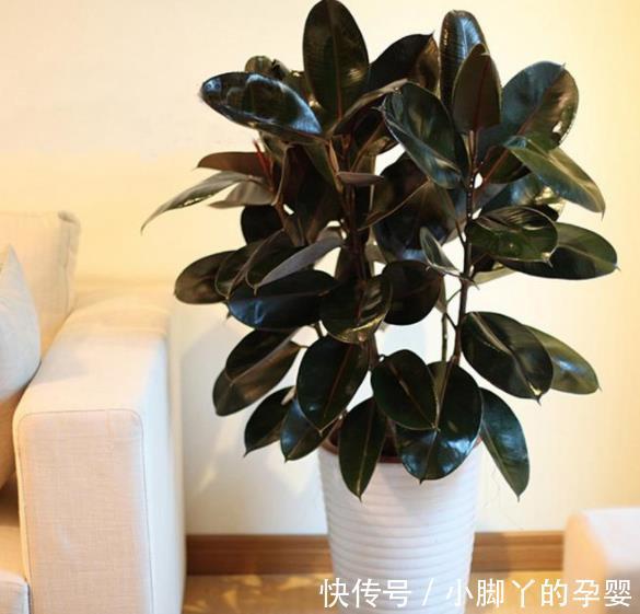 5款“长寿花”,摆在客厅上档次,越养价值越珍贵,值得拥有