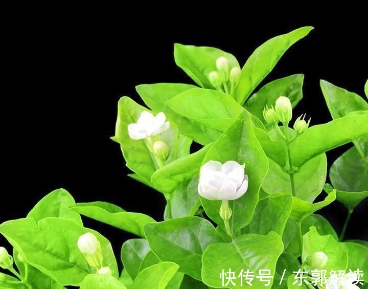 快扔掉家中发财树,真正好看还能净化空气的是这几种,高级又漂亮