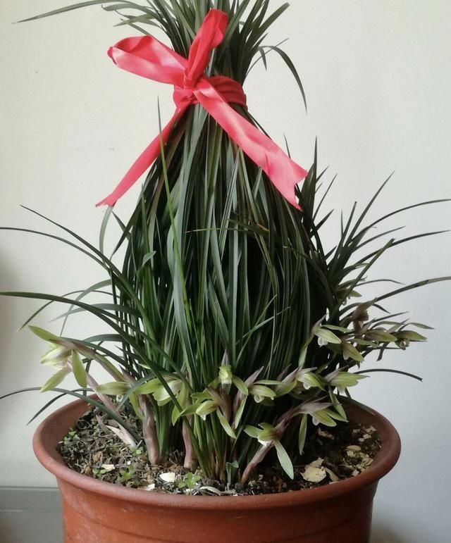 正确|5种花“专吃土”,砸开花盆全是“大块根”,这么做才正确