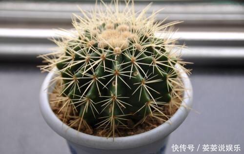 金琥|养仙人球，有“1点”别忽略，不烂根长得胖，长到脸盆大，还开花