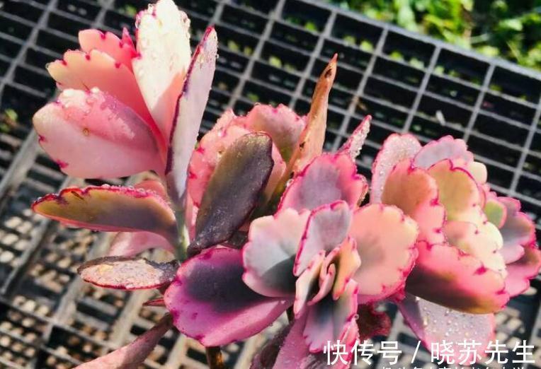 多肉蝴蝶之舞,微风拂过时,其叶片就像翩翩起舞的彩蝶,迷煞人也