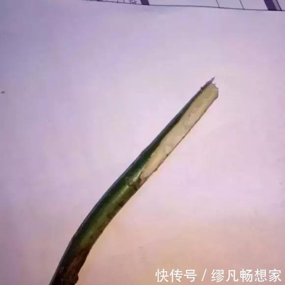 月季养成树,开花一团团,轻松开成大花球,阳台也能养得好!