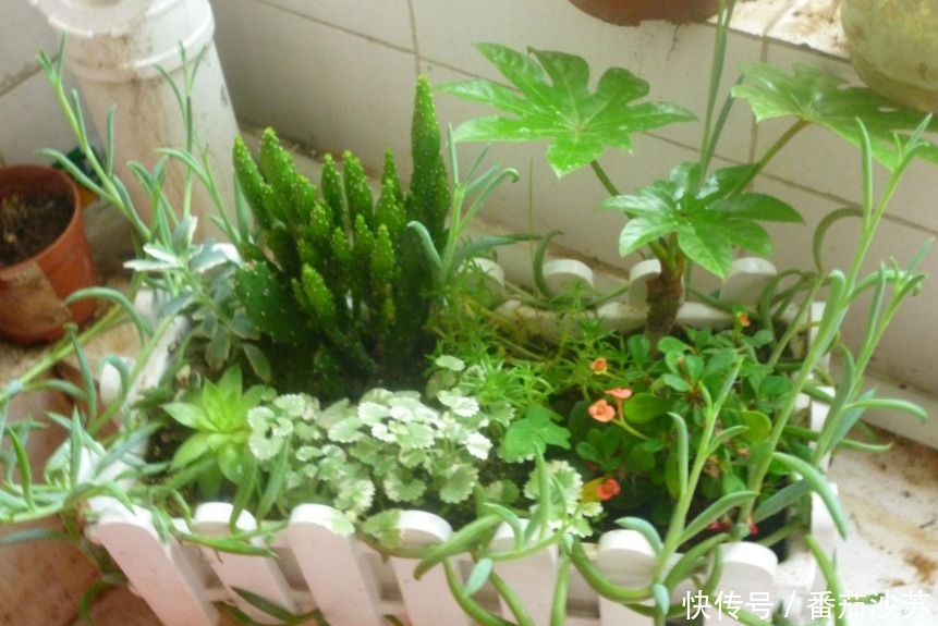 浇灌|用磷酸二氢钾养花,坚持4不施,植物叶不黄、根不烂,呼呼开花