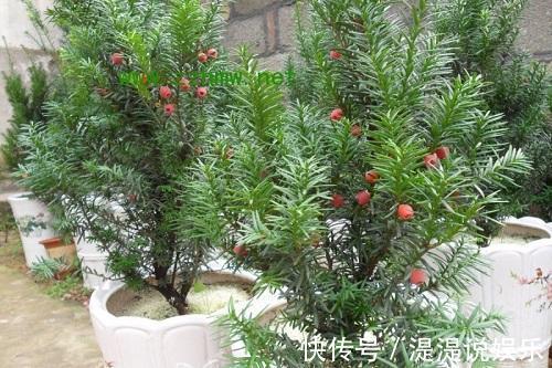 红豆杉|红豆杉可以家养,做好这几点,能开花结果,价值高