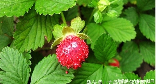  蛇莓|提个醒：在路边遇到这种野果，一定要摘回家，现在了解还不迟