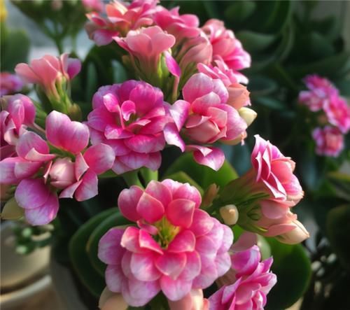 浇水|长寿花不现苞?直接“放大招”,花苞直冒,开花不断大半年