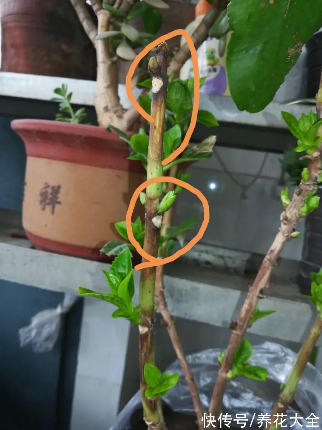 枝叶|7种花冬天会假死,叶子掉光不要扔,明年还能大爆花