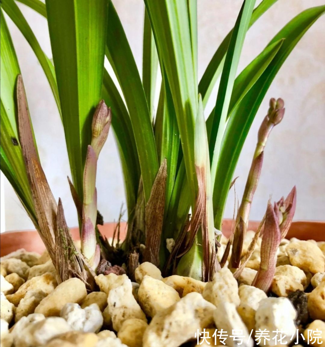 花友|天热了，兰花养护很关键，切记不能乱施肥