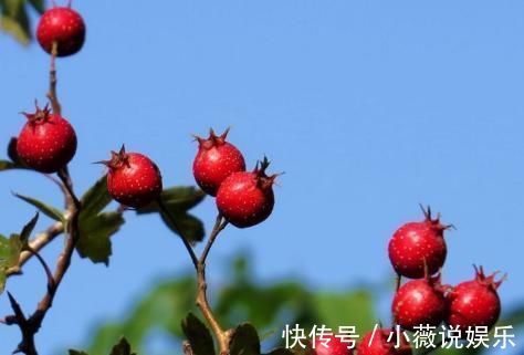 脾胃|消化不良该怎么办?多吃此3物,清热解毒促消化!不可小觑