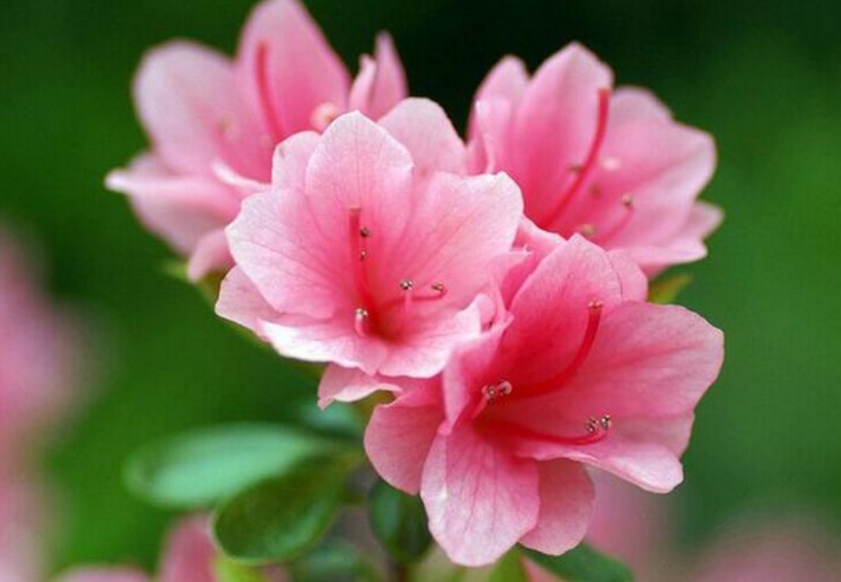 最受欢迎的4种花,价格便宜花期长,一开就是200天,养在阳台最好