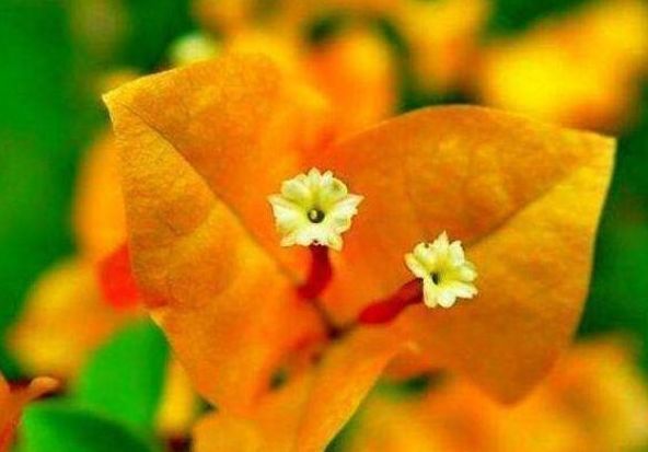 喜欢三角梅,不如养这款珍品“柠檬黄三角梅”,开花爆盆好养活