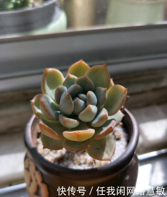 养了三年，多肉终于给点颜色瞧瞧了