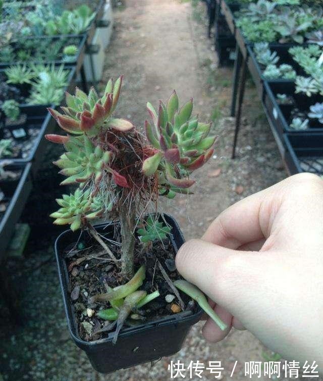 多肉长出“白胡子”这是“求救”的信号,别忽视!
