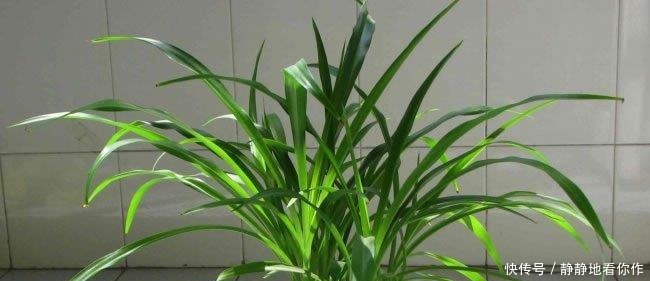 吊兰|吊兰的最爱，没事喝喝“它”，个头蹿蹿，藤蔓到处爬！