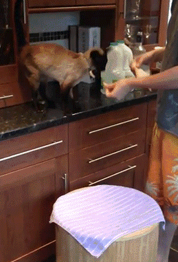 搞笑|搞笑GIF：拔河遇到这么敬业的队友，不赢都对不住他！
