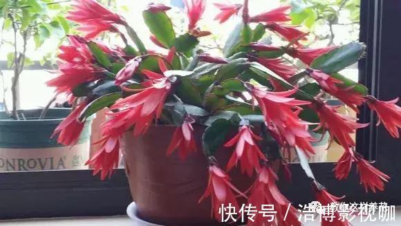 养了10年的蟹爪兰,发现是“假蟹爪兰”,却比真的还好看!