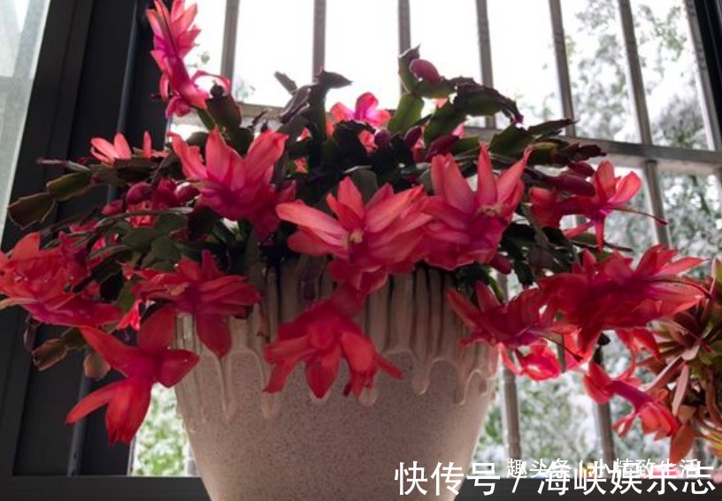 叶片|9月做件事，唤醒蟹爪兰，10月2方法，开花爆满盆