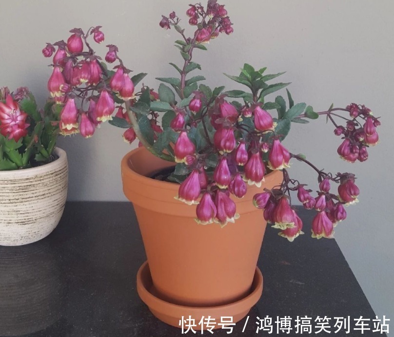 生根剂|秋高气爽,养宫灯长寿花,盆栽牢记4点,冬春花开最盛