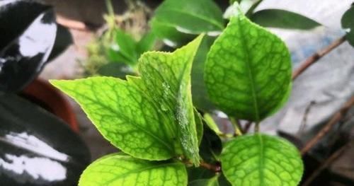 死亡|茶花养不好,死亡,掉叶,黄叶,问题出在土,1种粉末就能解决