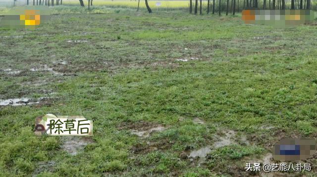 李诞|《向往的生活5》出现最烦人嘉宾，何炅不留情面，黄磊难掩嫌弃