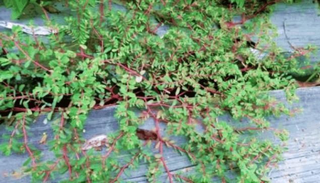 血见愁|农村有1“血见愁”,最爱住墙角,遇上可别小瞧,是珍贵中草药