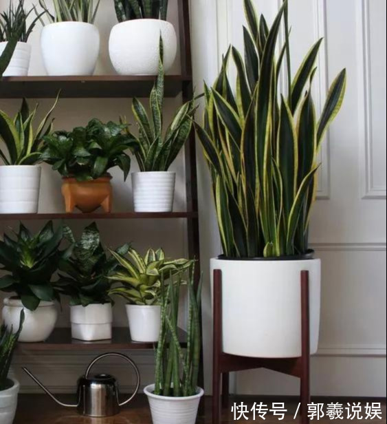 金枝玉叶|适合客厅养的5种“耐旱花”,30天不浇水也能爆盆,漂亮大气