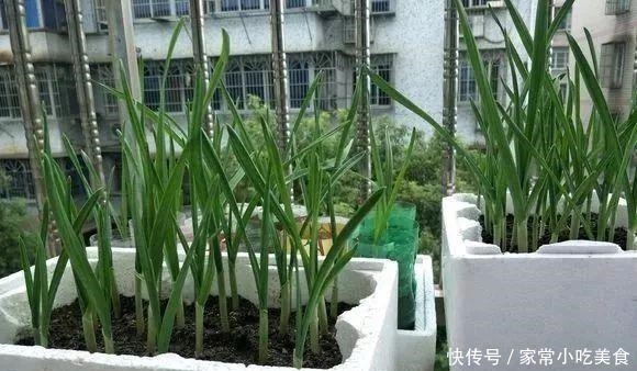 蔬菜|4种菜根不要扔 丢进花盆浇点水 半月又能长出一盆新蔬菜!