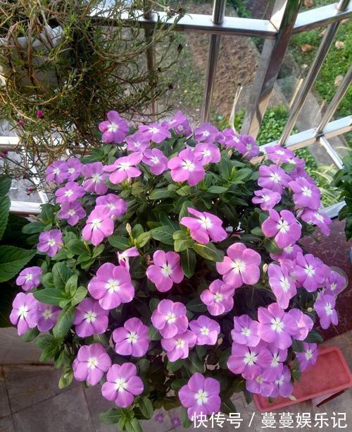 红掌|6种四季开花的植物,选哪一种好呢,听我给你分析