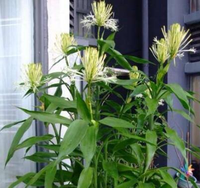 有钱人家都养这“4种花”，美观大气、旺运招财，财神爷不请自来