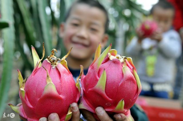 火龙果|糖尿病患者记得吃五种水果,有效帮助降血糖