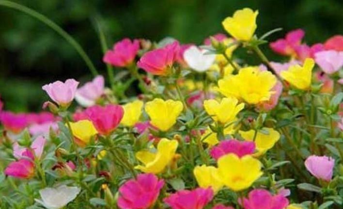 有钱人都养4种花,开花爆盆花期长,花大色艳真漂亮,谁养谁上瘾