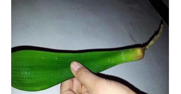 浇水|家里养君子兰,用以下方法,长的根深叶大,侧芽多,开花多!