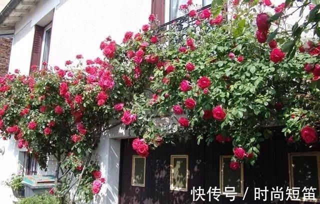 月季花墙，小苗快速成型的“窍门”，一年满枝芽，长出一面花墙