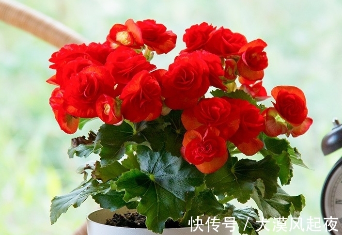 花开爆盆喜庆吉祥,新年新气象,好运连连