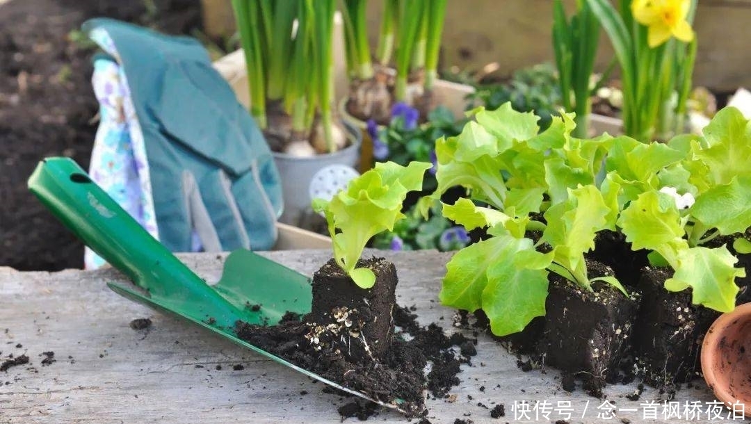 想有个菜园,余生低头种菜,抬头看花...