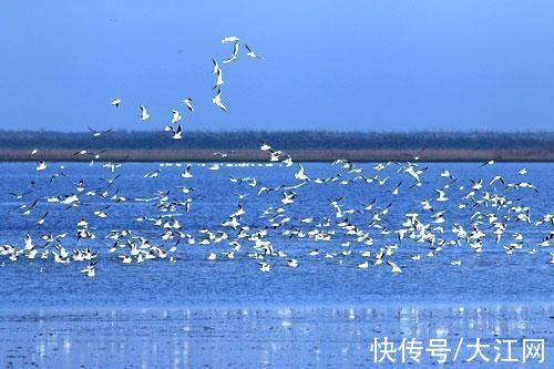 爱鸟护鸟|南矶湿地:鸟竞自由人欢乐(图)