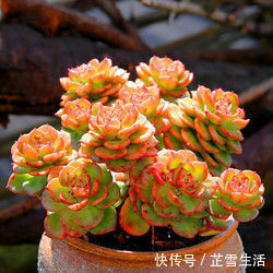 多肉|新手养多肉植物,了解掌握4个要点,保准养一个旺一个