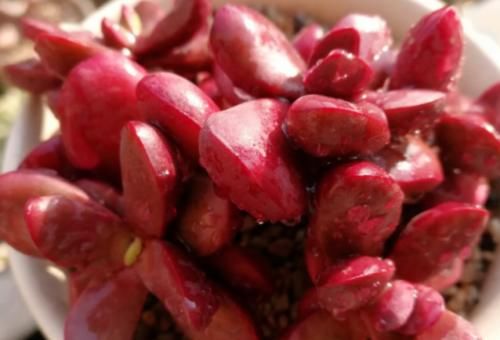 多肉克拉夫其实有两种，你是两种都养过，还是只养过其中一种呢？