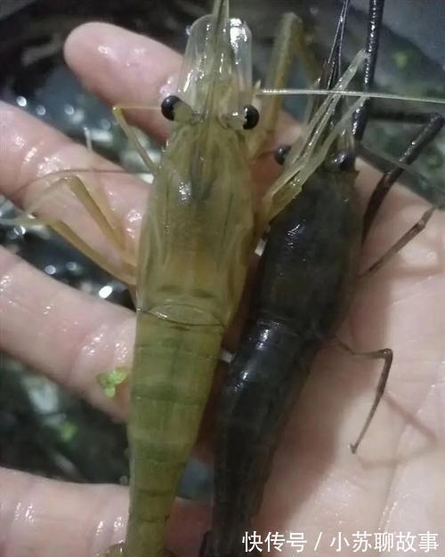 成果|女网友晒钓虾成果，赢来网友一片喝彩！